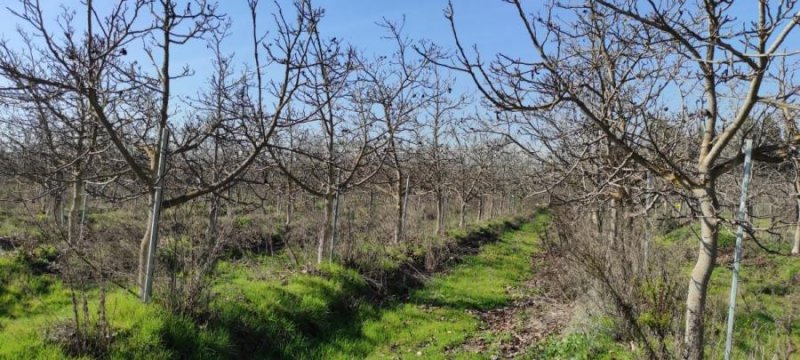 Terreno en Venta en Chorombo María Pinto, Melipilla