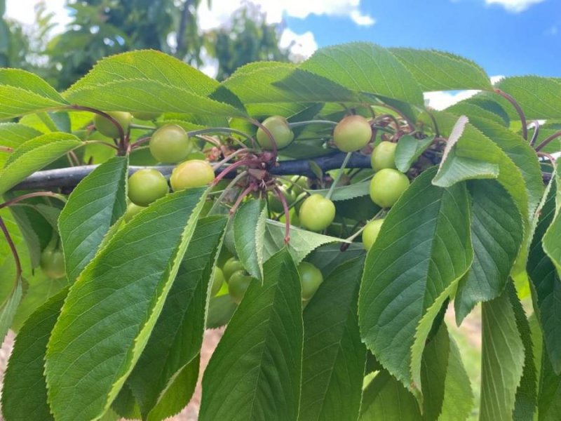 Agricola en Venta en  Pichidegua, Cachapoal