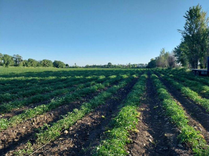 Agricola en Arriendo en Estación Villa Alegre Estación Villa Alegre, sector Esperanza., Linares