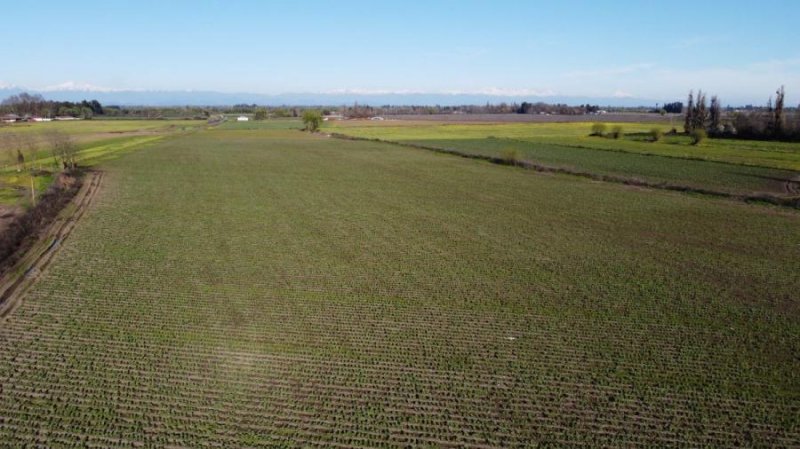 Agricola en Arriendo en  Maule, Talca