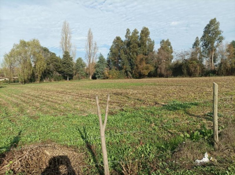 Terreno en Arriendo en  Santa Cruz, Colchagua