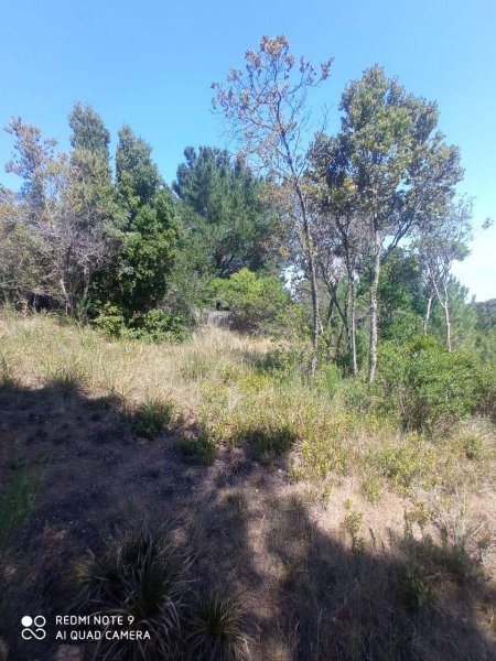 Bosque Nativo, Cobquecura.