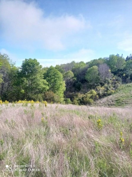 BUCHUPUREO, LOS MAQUIS 2,5 ha