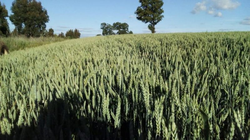 Agricola en Venta en  Victoria, Malleco