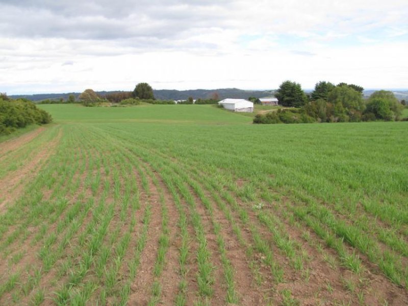 Agricola en Venta en EL TAMBOR Los Muermos, Llanquihue