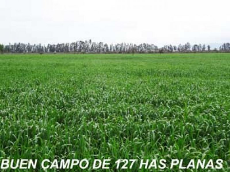 Foto Agricola en Venta en Lolol, Colchagua - $ 15.000.000 - AGV71714 - BienesOnLine