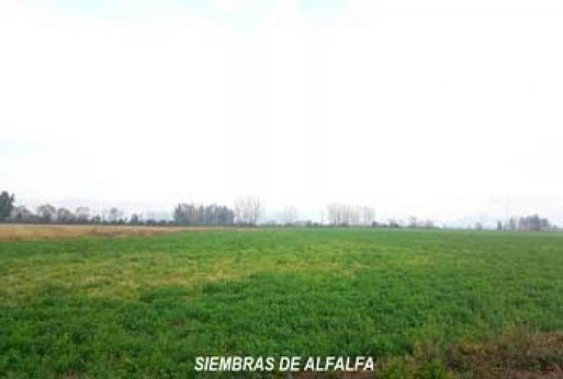 Foto Agricola en Venta en San Clemente, Talca - UFs 100.000 - AGV71690 - BienesOnLine