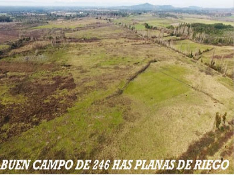 Foto Agricola en Venta en Los Angeles, Biobio - $ 8.500.000 - AGV71716 - BienesOnLine