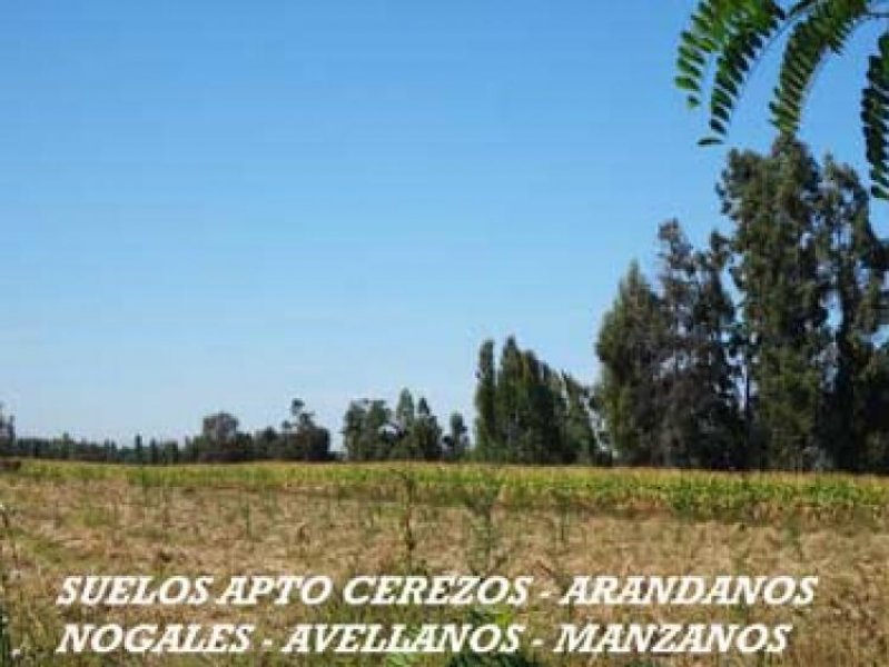 Foto Agricola en Venta en Chillán, Ñuble - $ 670.000.000 - AGV62420 - BienesOnLine