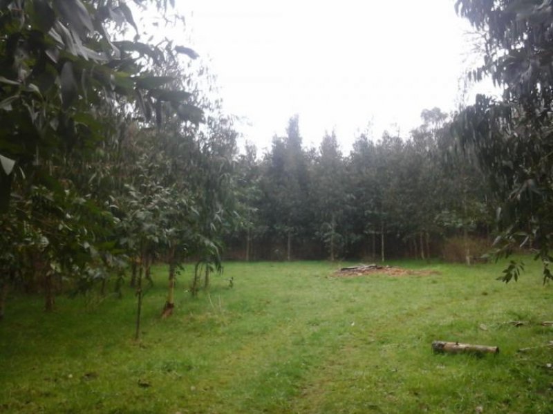 Foto Terreno en Venta en Villarrica, Cautin - 21 hectareas - $ 152.320.000 - TEV41392 - BienesOnLine