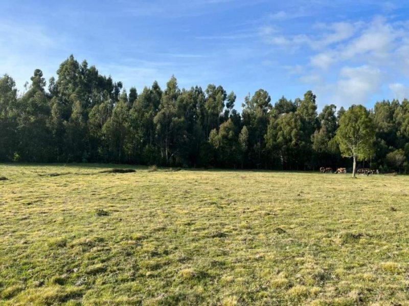 Parcela en Venta en  Maullín, Llanquihue