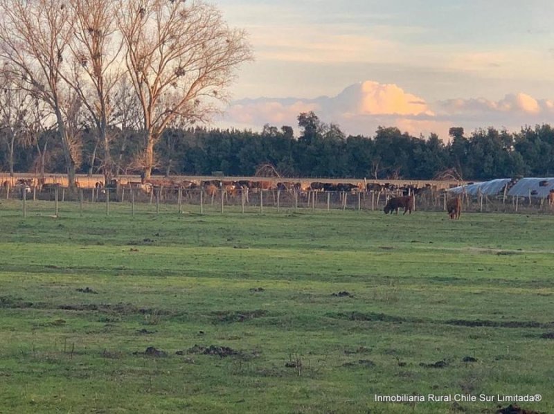 Agricola en Venta en Ñiquen Ñiquén, Ñuble