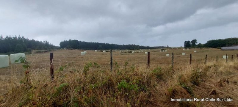 Agricola en Venta en Collihuinco Purranque, Osorno