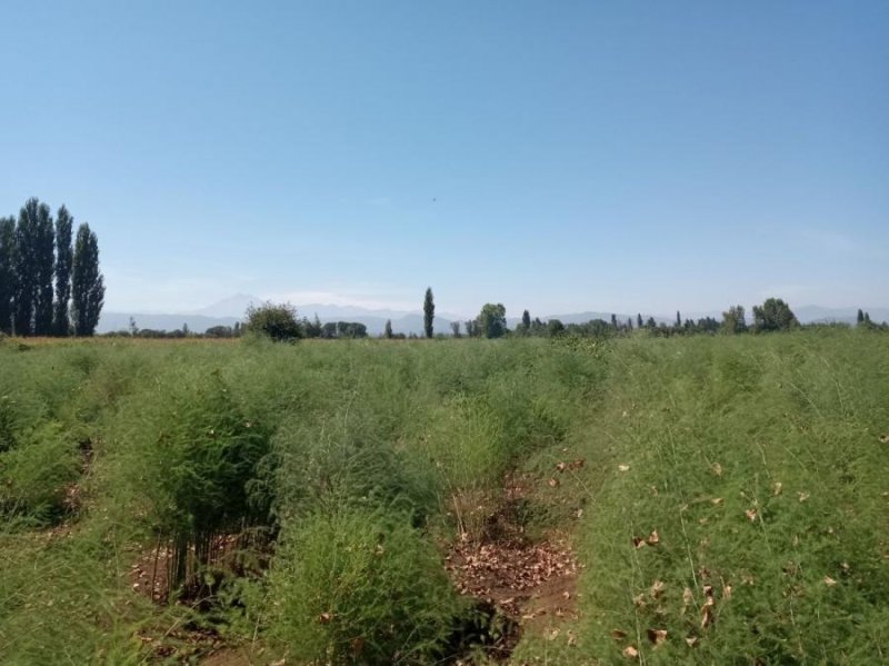 Agricola en Venta en  Longaví, Linares