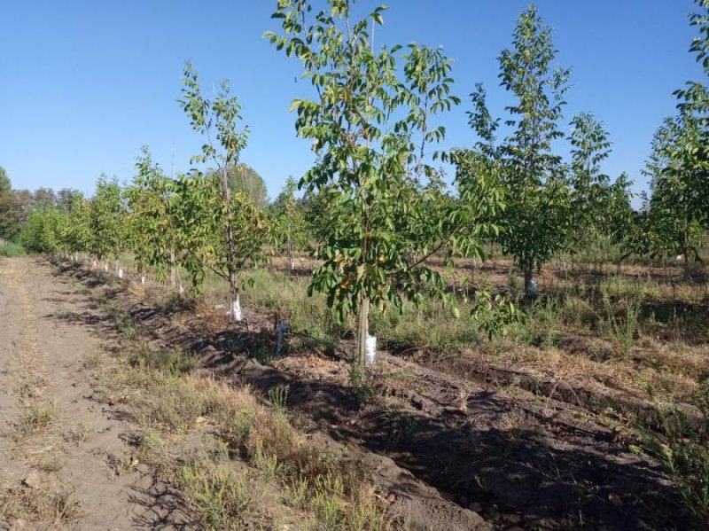 Agricola en Venta en Las Mercedes Longaví, Linares