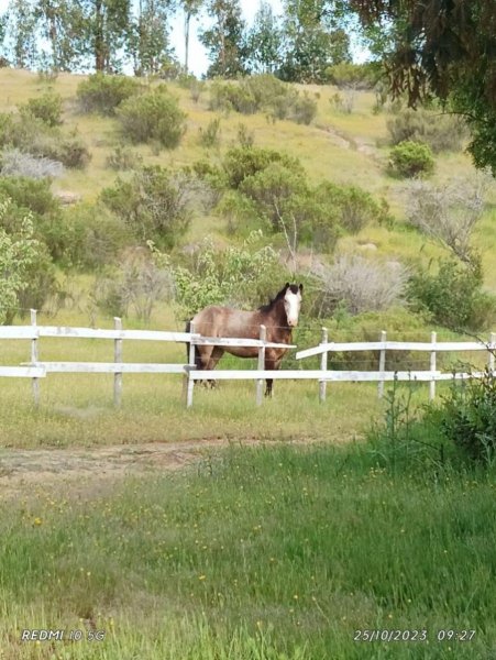 Terreno en Venta en  Cauquenes, Cauquenes