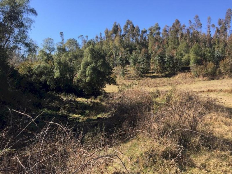 Terreno en Venta en camino boldito septima faja Gorbea, Cautin