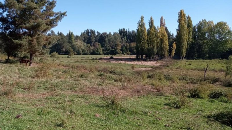 Agricola en Venta en  Quinamávida, Linares