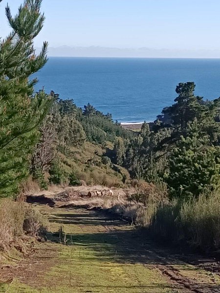 LOMA NEGRA, BUCHUPUREO/ PULLAY