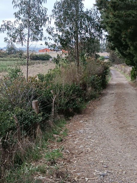 Foto Terreno en Venta en LOS MAQUIS, BUCHUPUREO, Ñuble - $ 58.000.000 - TEV152055 - BienesOnLine