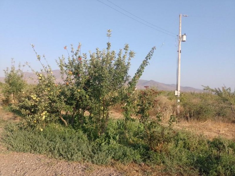 LOTEO LOS ALMENDROS EN UNION CAMPESINA, OVALLE