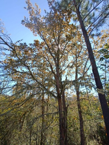 Terreno en Venta en  MONTE REDONDO, Cauquenes