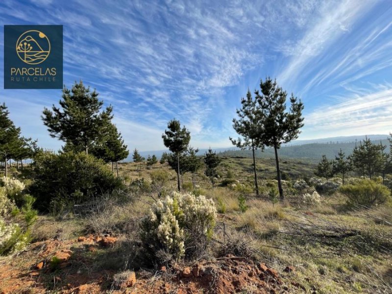 Parcela en Venta en  Paredones, Cardenal Caro