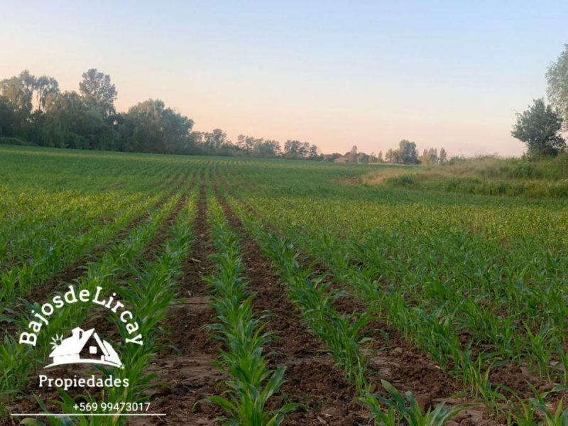 Agricola en Venta en Cumpeo Río Claro, Talca