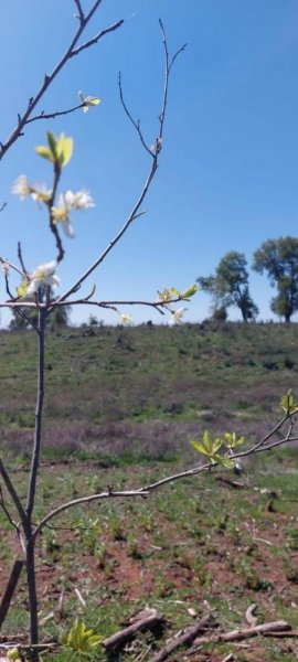 Parcela en Venta en el cardal Pinto, Ñuble