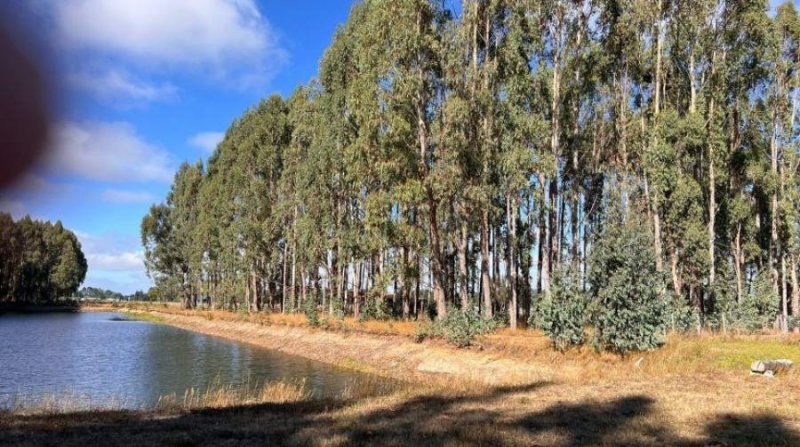 Parcela en Venta en  Frutillar, Llanquihue