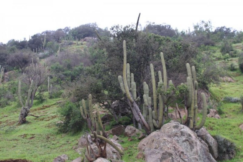 Terreno en Venta en  San Vicente, Cachapoal