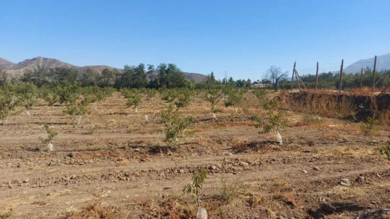 Foto Terreno en Venta en San Felipe, Putaendo, San Felipe de Aconcagua - 1 hectareas - $ 40.000.000 - TEV150058 - BienesOnLine