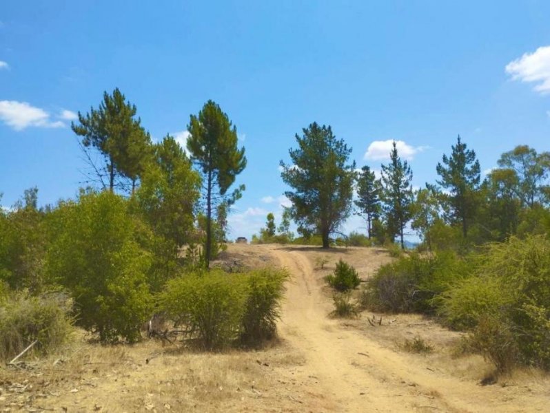 PARCELAS A 20 MINUTOS DEL CENTRO DE CAUQUENES