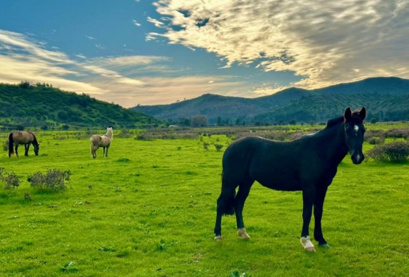 Parcela en Venta en  Hualañé, Curicó