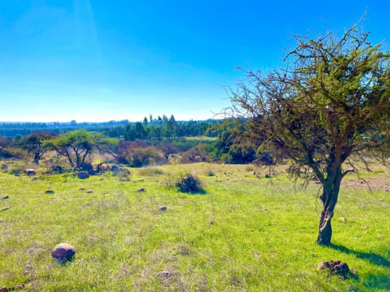 Parcela en Venta en litueche Litueche, Cardenal Caro