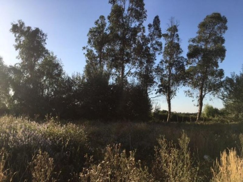 Agricola en Venta en Camino Providencia Talca  norte, Talca