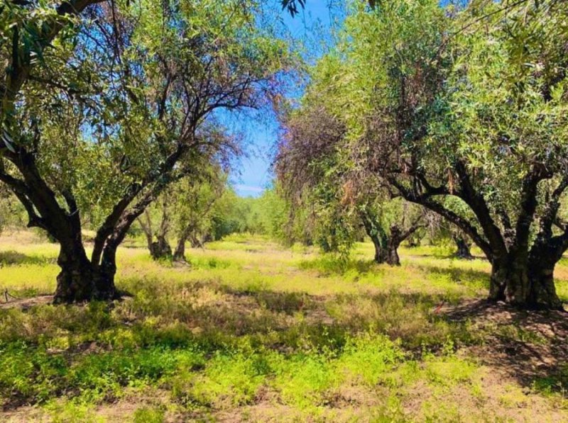 Parcela en Venta en PLAZUELA POLPAICO Tiltil, Chacabuco