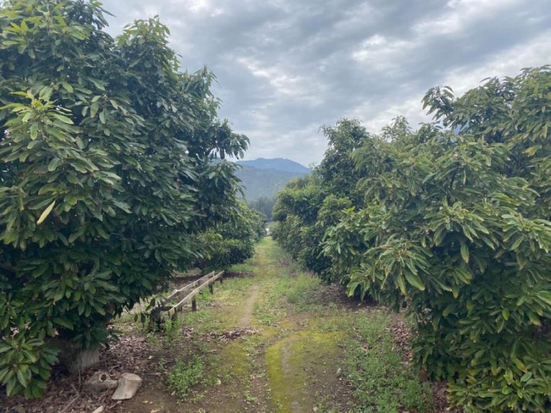 Parcela en Venta en  La Palma, Quillota