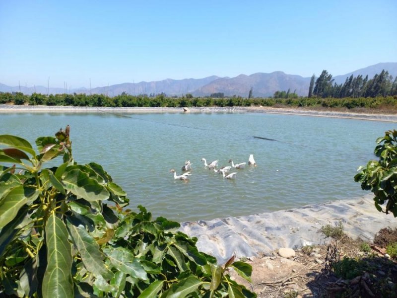 Agricola en Venta en  Hijuelas, Quillota