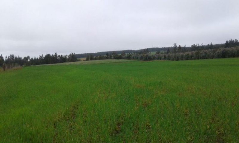 Foto Agricola en Venta en Chanco, Cauquenes - 7 hectareas - $ 160.000.000 - AGV64781 - BienesOnLine