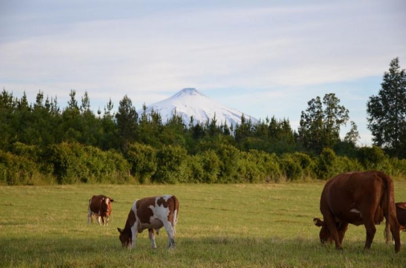 Se venden 3 parcelas en Sector Lacustre a 18 km. de Villarrica