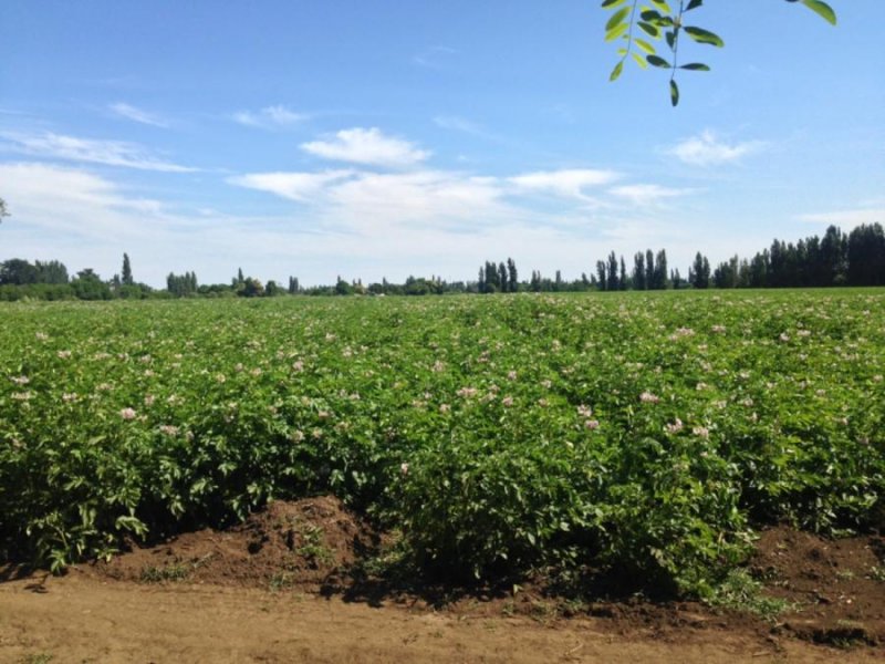 Agricola en Venta en  San Ignacio, Ñuble