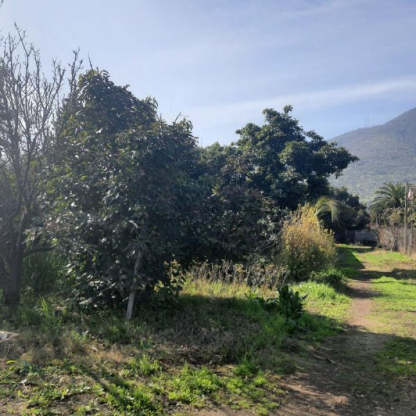 Terreno agricola, variedad de arboles frutales, Hijuelas