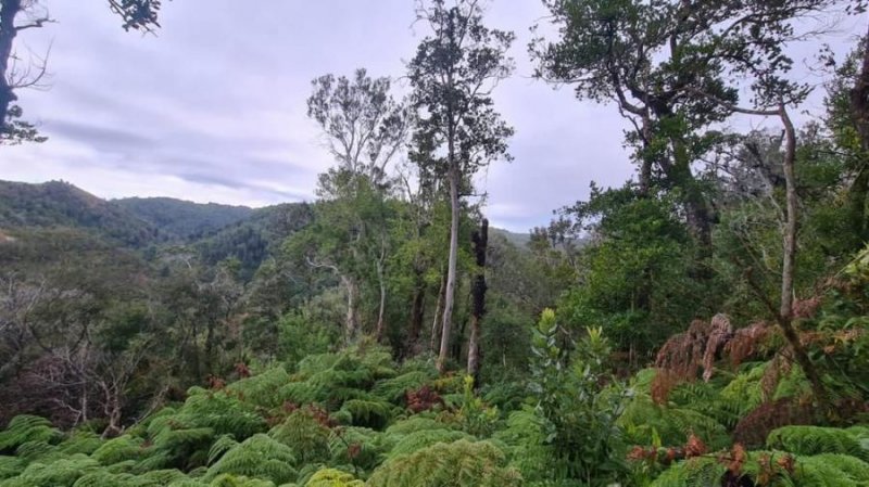 Terreno en Venta en Rural Los Muermos, Llanquihue