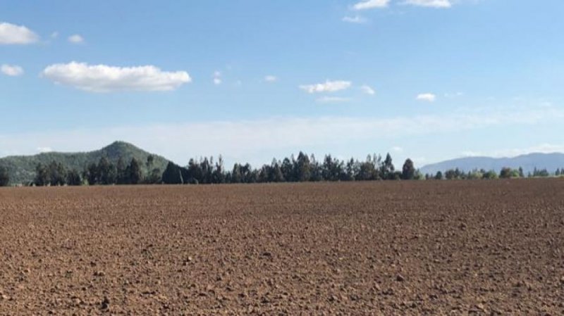 Foto Agricola en Venta en Ñiquén, Ñuble - $ 1.800.000.000 - AGV146227 - BienesOnLine