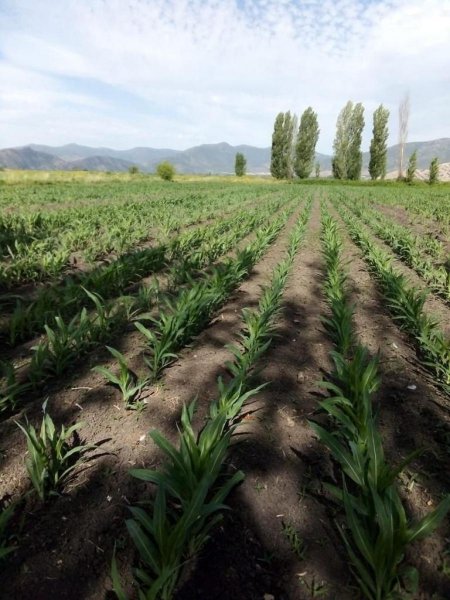 Agricola en Venta en  Pichidegua, Cachapoal