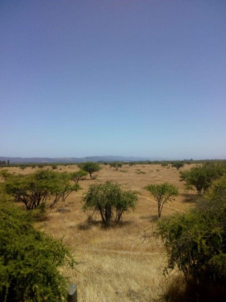 Agricola en Venta en  Marchihue, Cardenal Caro