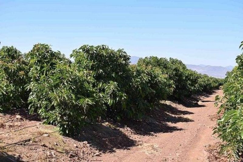 Agricola en Venta en  Paine, Maipo