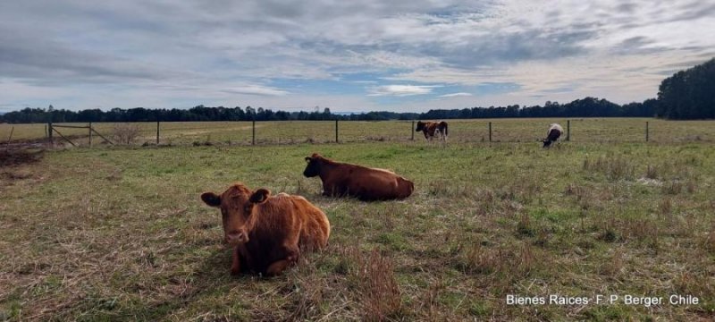 Agricola en Venta en  Fresia, Llanquihue