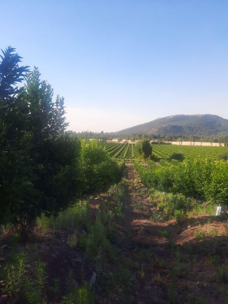 Agricola en Venta en  Chimbarongo, Colchagua